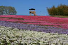 芝ざくら