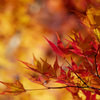 燃える紅葉