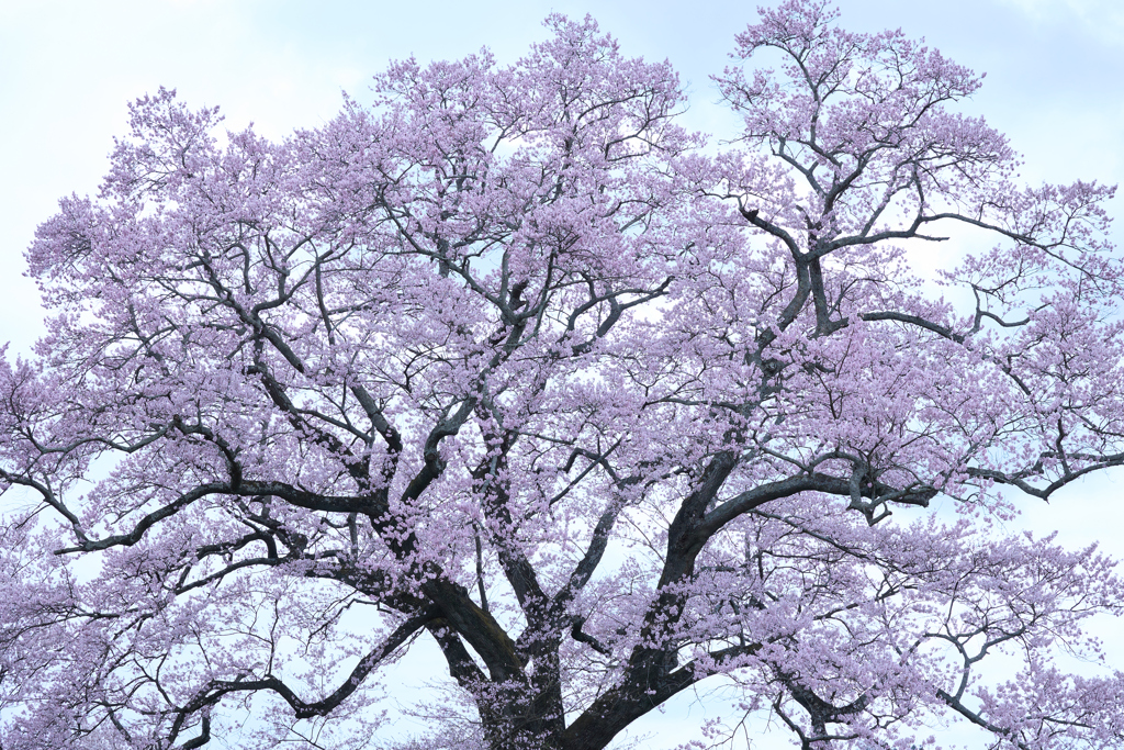 谷地橋の桜