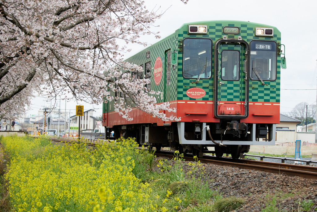真岡鉄道と春