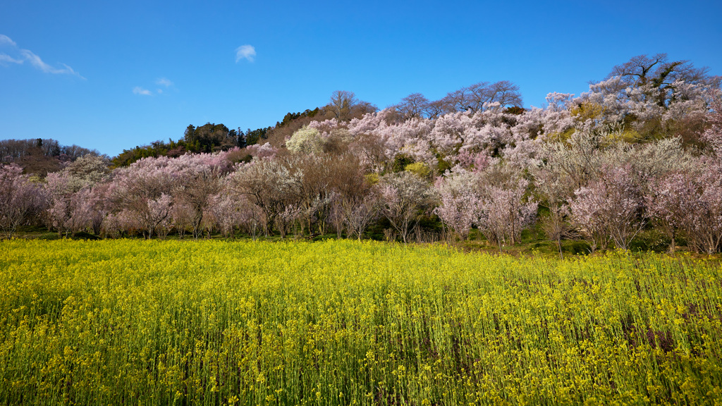 桜と菜の花