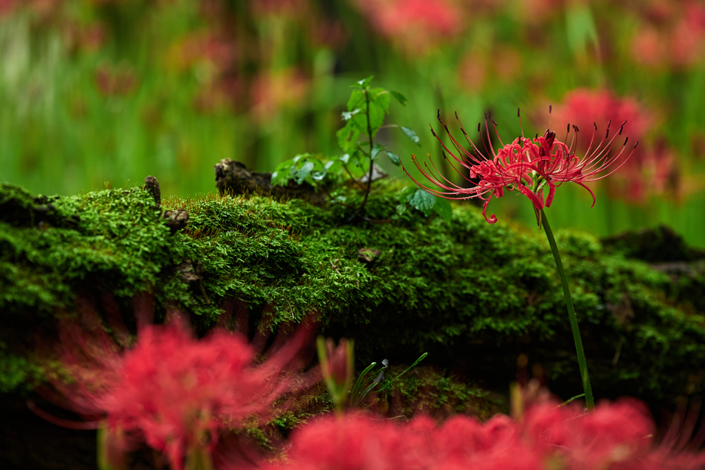苔と彼岸花