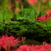苔と彼岸花