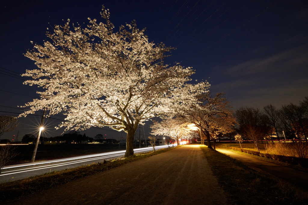 夜桜