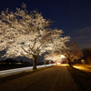 夜桜