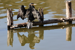 羽を伸ばすカワウ