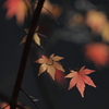 秋の終わり1