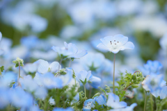 花の海