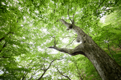 中禅寺湖の新緑
