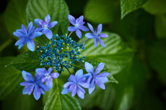 紫陽花