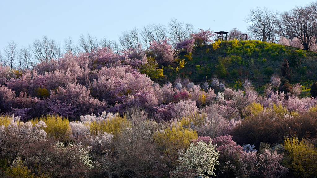 桜の丘