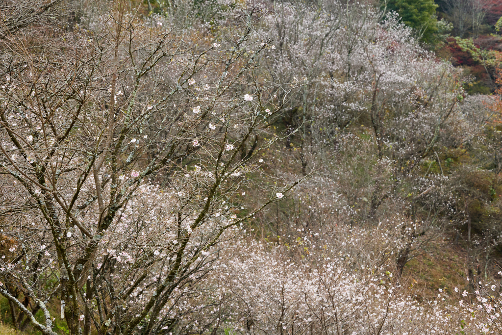 冬桜