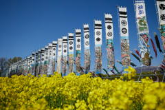 のぼり旗と菜の花