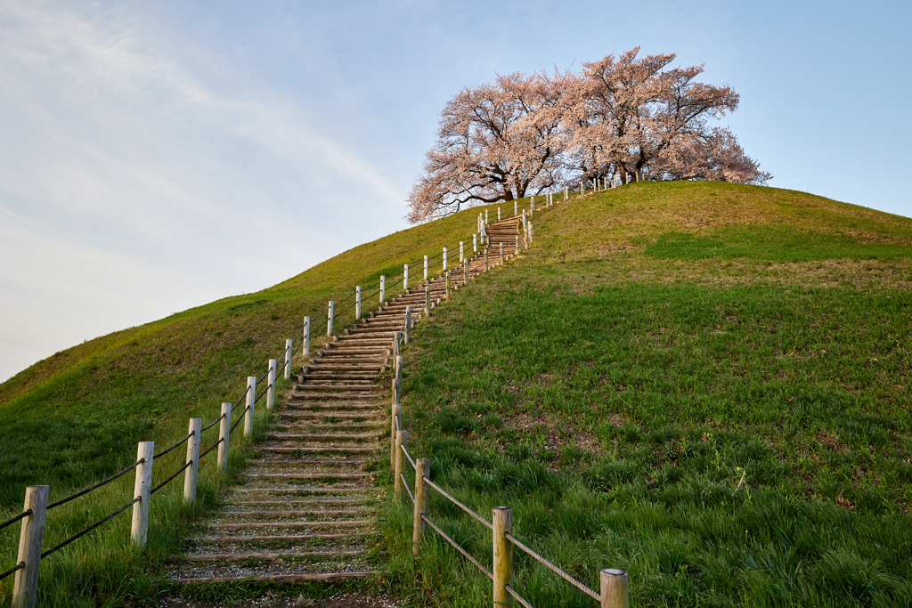 丘の上の桜