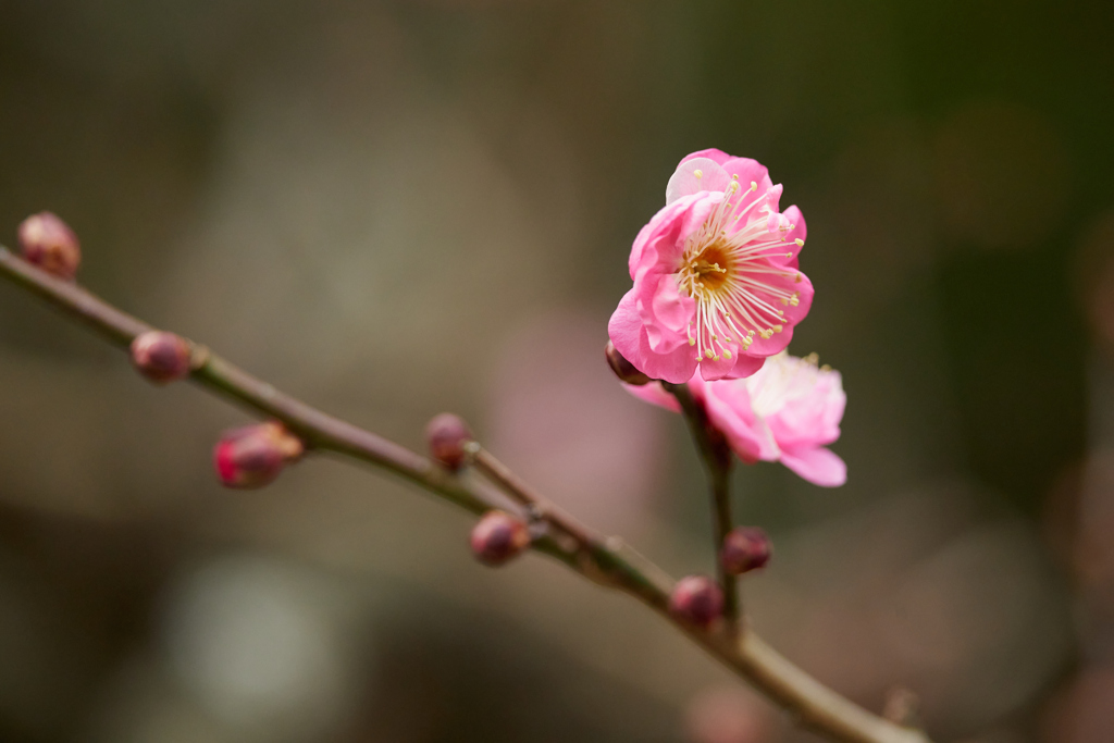 梅の開花