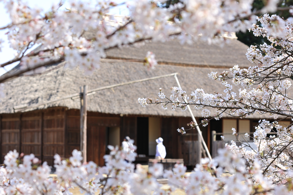 古民家と桜