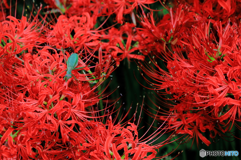 彼岸花とカマキリ