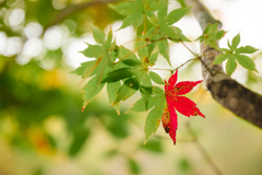 移り変わり 移り変わり