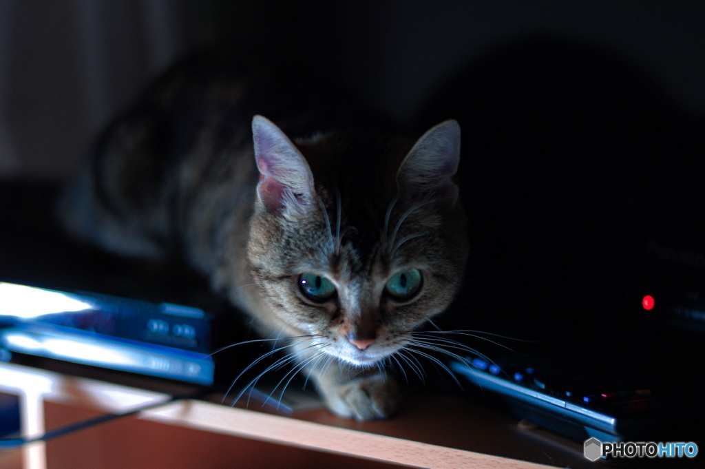 うちのぬこ2