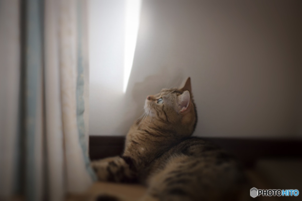うちのぬこ1