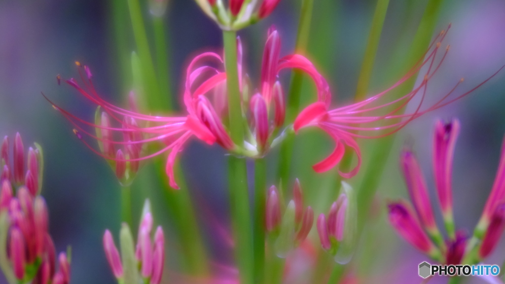 咲きかけの曼珠沙華