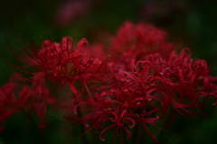 夕暮れの木陰に揺れる曼珠沙華