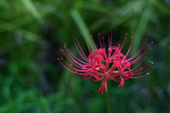 稲と伴に彩る紅蓮の華