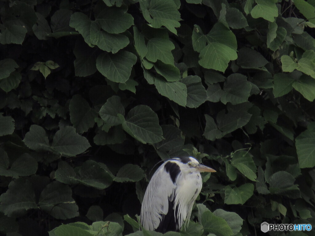 アオサギ