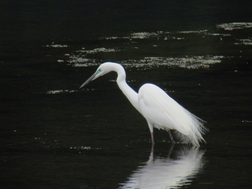 サギ