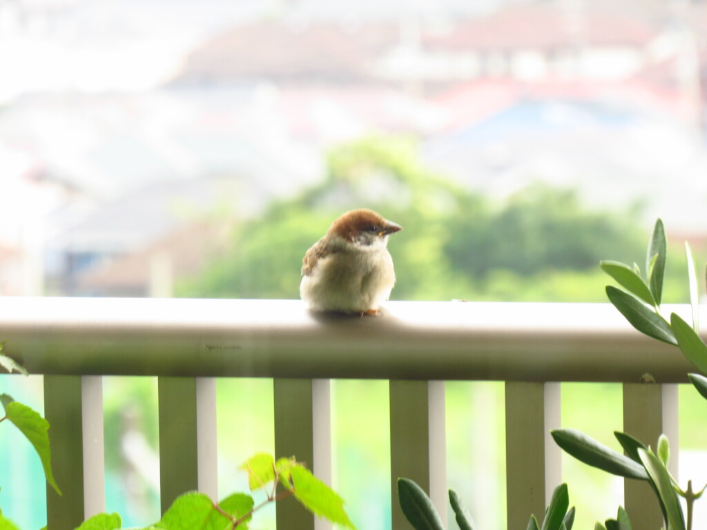雀