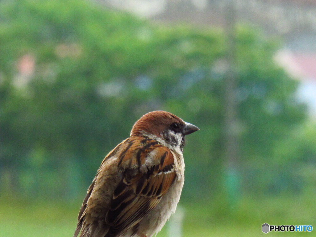 雀