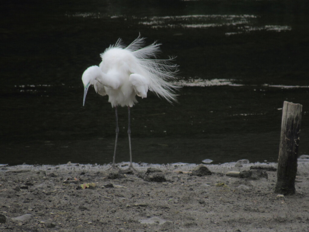 サギ