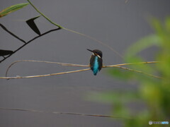 カワセミ