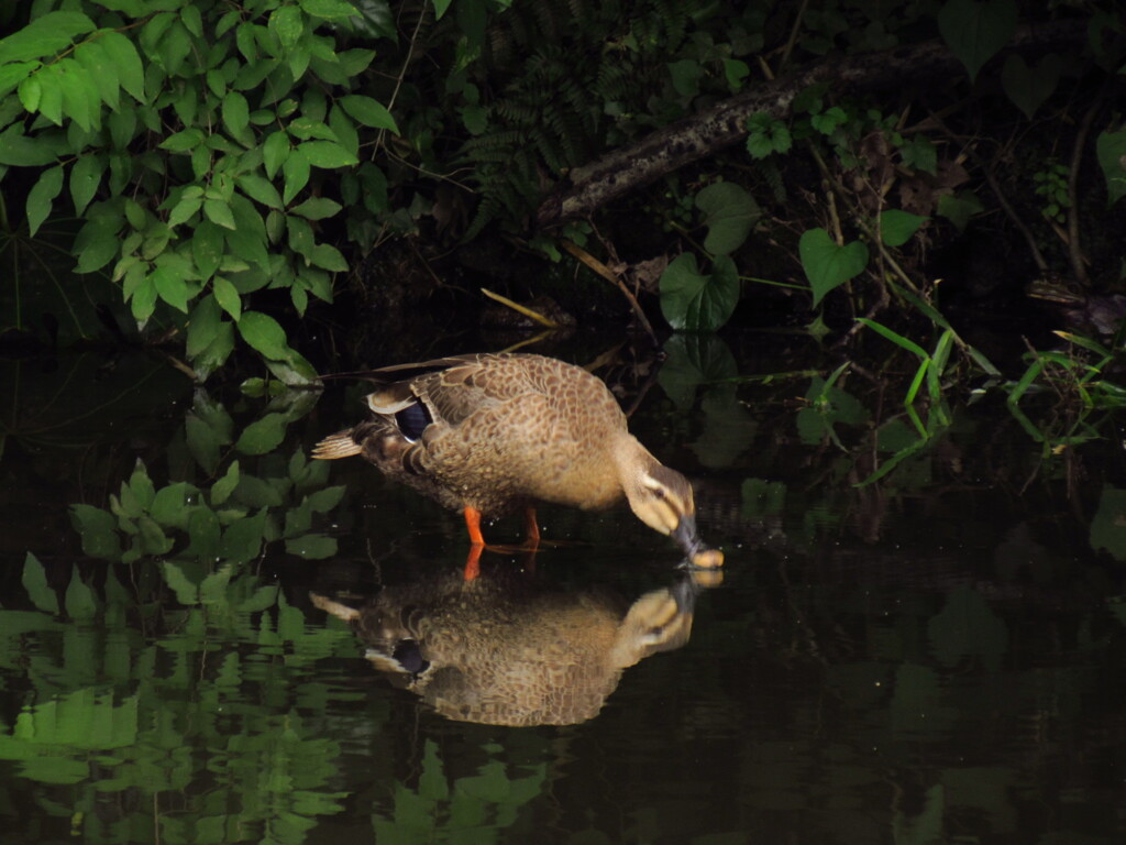 カルガモ