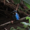 カワセミ