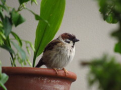 雨の日の雀