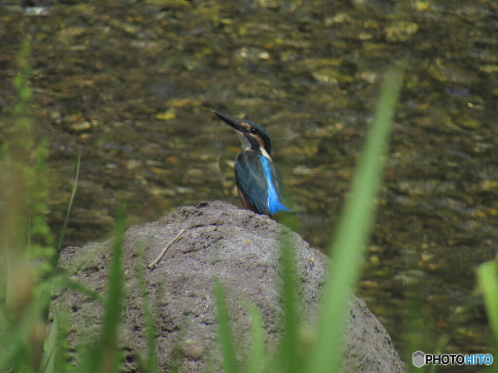 カワセミ