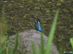 カワセミ