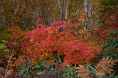 志賀高原の紅葉１