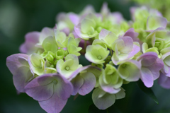紫陽花２