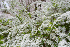 雪柳