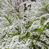 雪柳