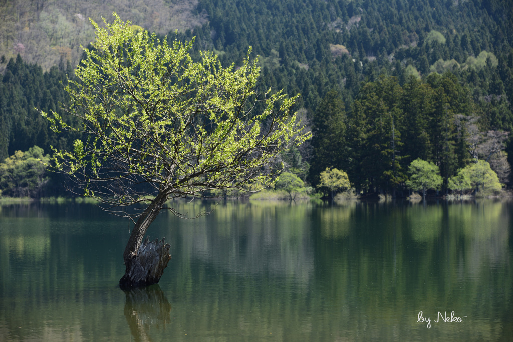 春の北竜湖