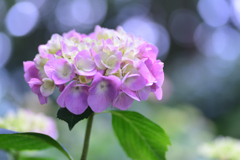 紫陽花１