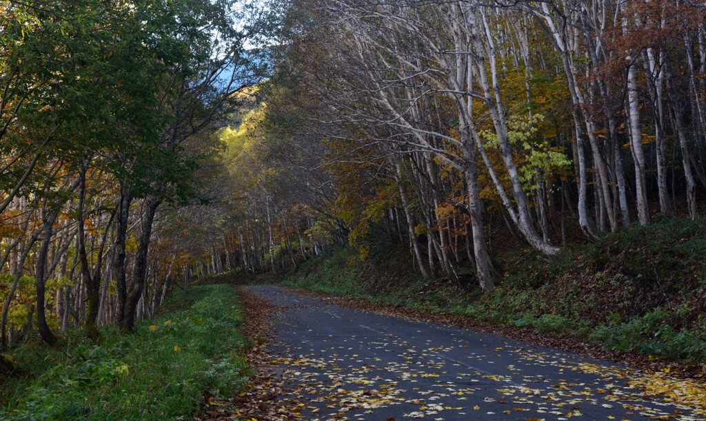 紅葉の中の林道