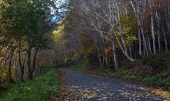紅葉の中の林道