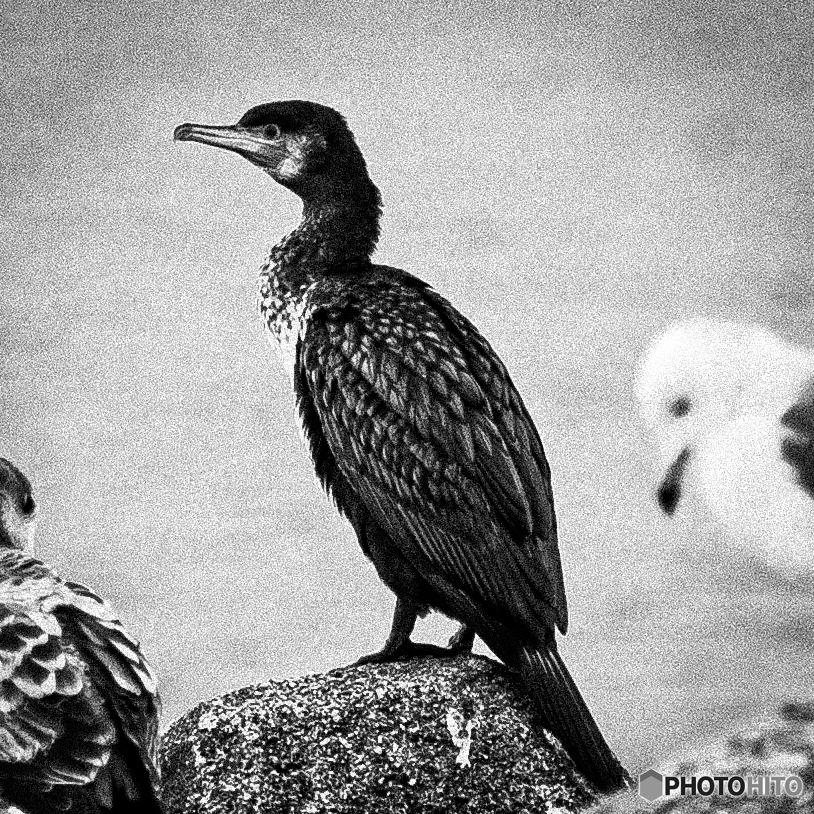 OLYMPUS 40-150mmF2.8で初めての鳥撮りトリミング
