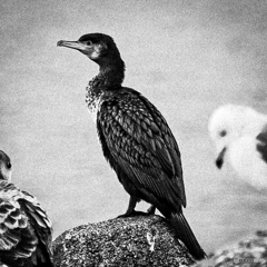 OLYMPUS 40-150mmF2.8で初めての鳥撮りトリミング