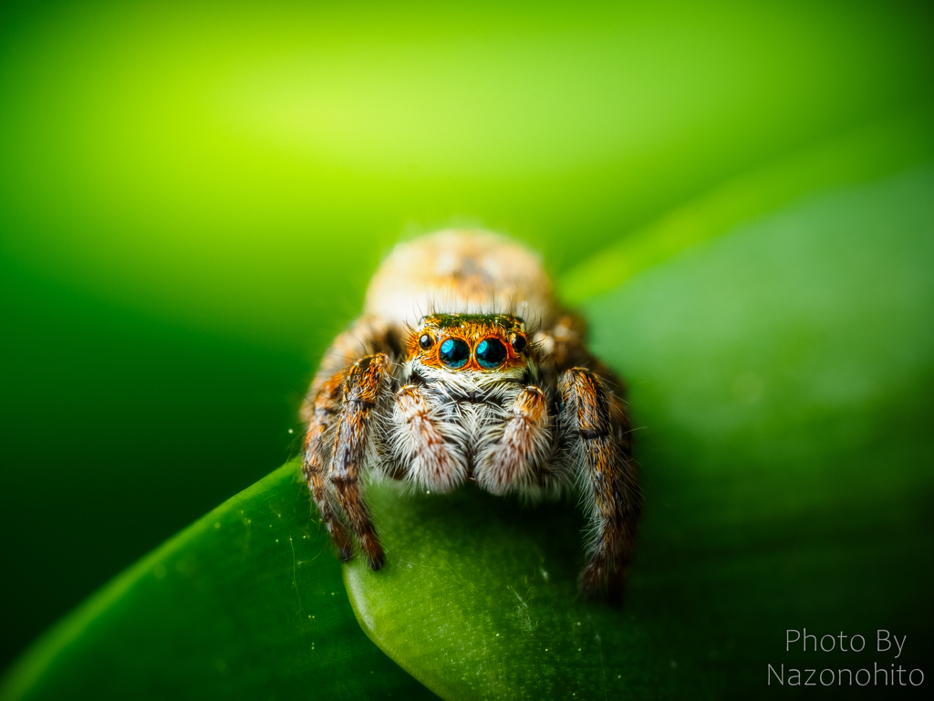jumping spider