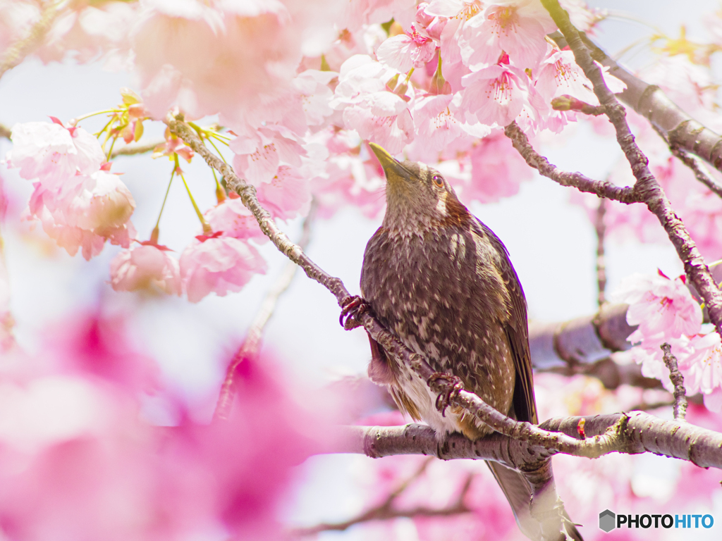 陽光桜と野鳥とオールドレンズ
